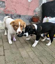 MELISSA, Hund, Mischlingshund in Rumänien - Bild 9