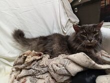 LOUIS, Katze, Europäische Langhaarkatze in Russische Föderation