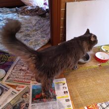 LOUIS, Katze, Europäische Langhaarkatze in Russische Föderation - Bild 10