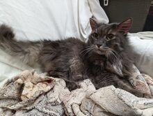 LOUIS, Katze, Europäische Langhaarkatze in Russische Föderation - Bild 11