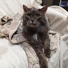 LOUIS, Katze, Europäische Langhaarkatze in Russische Föderation - Bild 12