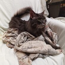 LOUIS, Katze, Europäische Langhaarkatze in Russische Föderation - Bild 13