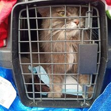 LOUIS, Katze, Europäische Langhaarkatze in Russische Föderation - Bild 14