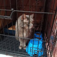 LOUIS, Katze, Europäische Langhaarkatze in Russische Föderation - Bild 2