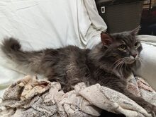 LOUIS, Katze, Europäische Langhaarkatze in Russische Föderation - Bild 3