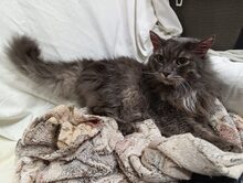 LOUIS, Katze, Europäische Langhaarkatze in Russische Föderation - Bild 4