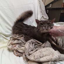 LOUIS, Katze, Europäische Langhaarkatze in Russische Föderation - Bild 5