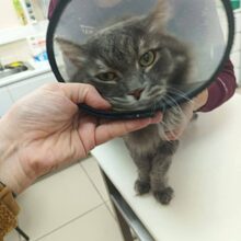 LOUIS, Katze, Europäische Langhaarkatze in Russische Föderation - Bild 6