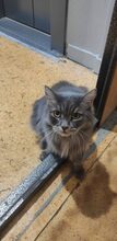 LOUIS, Katze, Europäische Langhaarkatze in Russische Föderation - Bild 7