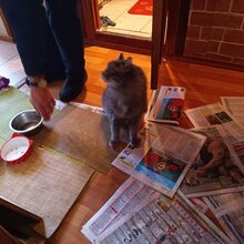 LOUIS, Katze, Europäische Langhaarkatze in Russische Föderation - Bild 8