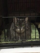 LOUIS, Katze, Europäische Langhaarkatze in Russische Föderation - Bild 9