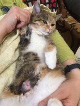 CICEK, Katze, Europäisch Kurzhaar in Russische Föderation