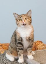CICEK, Katze, Europäisch Kurzhaar in Russische Föderation - Bild 10