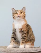 CICEK, Katze, Europäisch Kurzhaar in Russische Föderation - Bild 11