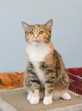 CICEK, Katze, Europäisch Kurzhaar in Russische Föderation - Bild 12