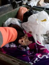 CICEK, Katze, Europäisch Kurzhaar in Russische Föderation - Bild 13