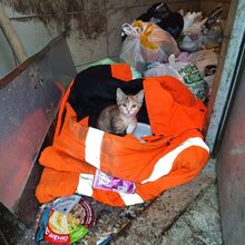 CICEK, Katze, Europäisch Kurzhaar in Russische Föderation - Bild 15