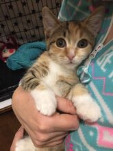 CICEK, Katze, Europäisch Kurzhaar in Russische Föderation - Bild 16