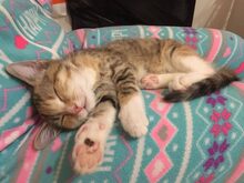 CICEK, Katze, Europäisch Kurzhaar in Russische Föderation - Bild 17