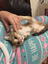 CICEK, Katze, Europäisch Kurzhaar in Russische Föderation - Bild 18