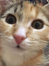 CICEK, Katze, Europäisch Kurzhaar in Russische Föderation - Bild 19