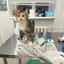 CICEK, Katze, Europäisch Kurzhaar in Russische Föderation - Bild 2