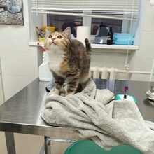 CICEK, Katze, Europäisch Kurzhaar in Russische Föderation - Bild 3