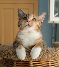CICEK, Katze, Europäisch Kurzhaar in Russische Föderation - Bild 5