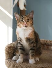 CICEK, Katze, Europäisch Kurzhaar in Russische Föderation - Bild 6