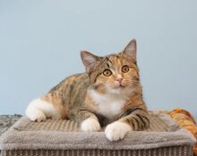 CICEK, Katze, Europäisch Kurzhaar in Russische Föderation - Bild 7