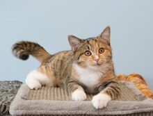 CICEK, Katze, Europäisch Kurzhaar in Russische Föderation - Bild 8