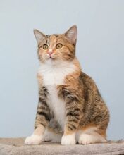CICEK, Katze, Europäisch Kurzhaar in Russische Föderation - Bild 9