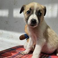 MALIA, Hund, Mischlingshund in Rumänien