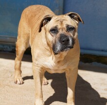 MASHA, Hund, Cane Corso-Mix in Italien