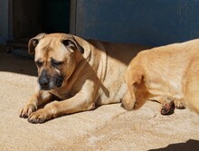 MASHA, Hund, Cane Corso-Mix in Italien - Bild 11