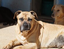 MASHA, Hund, Cane Corso-Mix in Italien - Bild 12