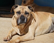 MASHA, Hund, Cane Corso-Mix in Italien - Bild 2