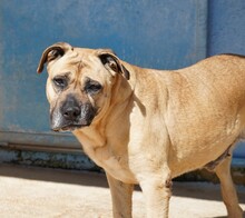MASHA, Hund, Cane Corso-Mix in Italien - Bild 3