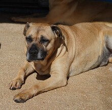 MASHA, Hund, Cane Corso-Mix in Italien - Bild 4