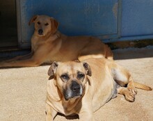 MASHA, Hund, Cane Corso-Mix in Italien - Bild 5