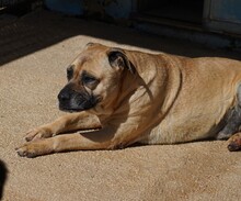 MASHA, Hund, Cane Corso-Mix in Italien - Bild 6