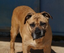 MASHA, Hund, Cane Corso-Mix in Italien - Bild 7