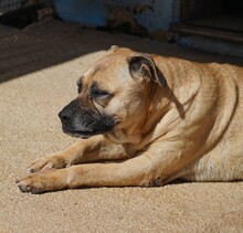 MASHA, Hund, Cane Corso-Mix in Italien - Bild 8