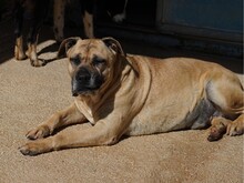 MASHA, Hund, Cane Corso-Mix in Italien - Bild 9