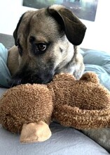 MYCROFT, Hund, Mischlingshund in Düsseldorf