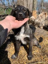 NOVA, Hund, Mischlingshund in Rumänien - Bild 2