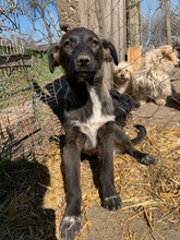 NOVA, Hund, Mischlingshund in Rumänien - Bild 3