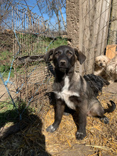 NOVA, Hund, Mischlingshund in Rumänien - Bild 4
