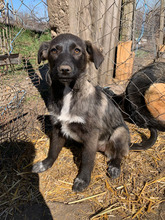 NOVA, Hund, Mischlingshund in Rumänien - Bild 5