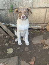 SOPHIA, Hund, Mischlingshund in Rumänien - Bild 1